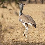 Ethiopia - 648 - Kori Bustard